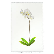 Load image into Gallery viewer, EW Print