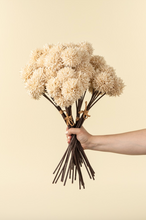 Load image into Gallery viewer, Mini Allium Bouquet, Cream