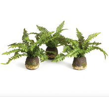 Load image into Gallery viewer, Plant Drop-Ins
