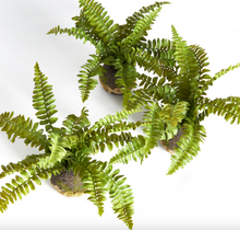 Load image into Gallery viewer, Plant Drop-Ins

