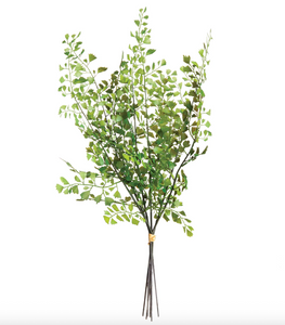 Maidenhair Fern Bundle